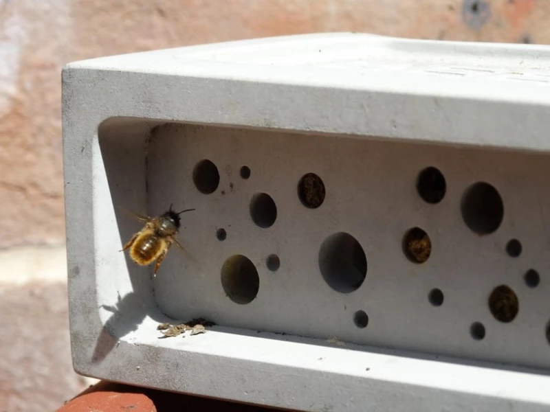 Budki dla jerzyków i cegły dla pszczół obowiązkowe w każdym domu